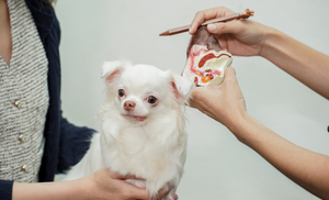 การติดเชื้อในหูของสุนัข: อาการ สาเหตุ และการดูแล